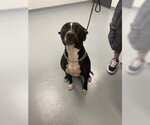 Small Mutt