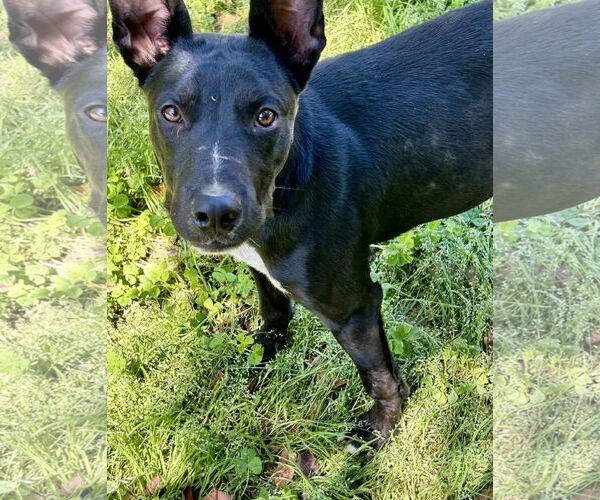 Medium Photo #5 Mutt Puppy For Sale in Okolona, MS, USA