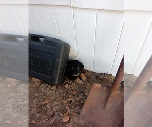 German Shepherd Dog Puppy for sale in CITRUS SPGS, FL, USA