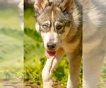 Small Photo #5 Siberian Husky-Unknown Mix Puppy For Sale in Rustburg, VA, USA