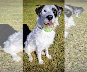 Mutt Dogs for adoption in Rockaway, NJ, USA