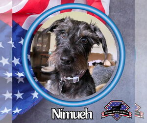 Dachshund-Unknown Mix Dogs for adoption in San Antonio, TX, USA