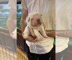 Small Photo #2 Chinese Shar-Pei Puppy For Sale in TOPEKA, KS, USA