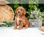 Small Photo #28 Cavapoo Puppy For Sale in KIRKWOOD, PA, USA