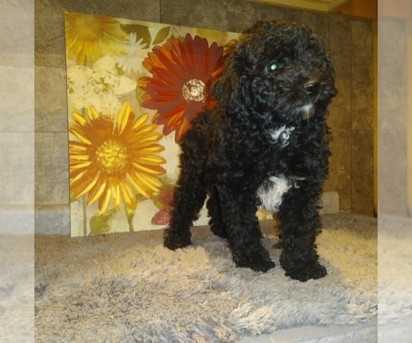 Medium Photo #5 Poodle (Toy) Puppy For Sale in MILFORD, IN, USA