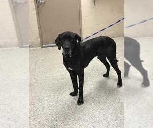 Great Dane Dogs for adoption in Conroe, TX, USA