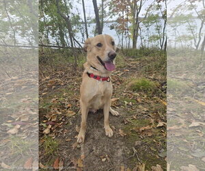 Millie - Female Borador Dog for Adoption - Photo #2