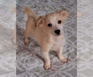 Havanese Puppy for sale in POMONA PARK, FL, USA