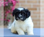 Small #1 Havanese