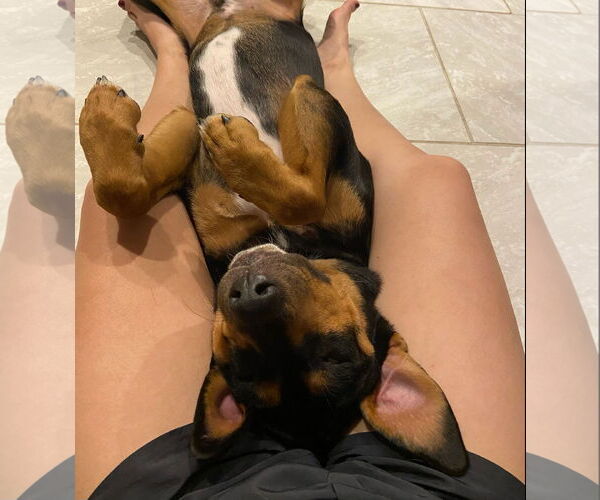 Medium Photo #2 Rotterman Puppy For Sale in Pipe Creek, TX, USA