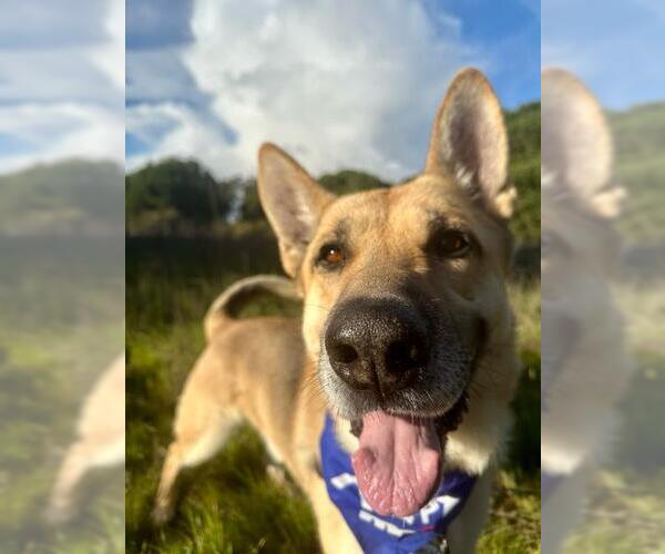 Medium Photo #2 German Shepherd Dog Puppy For Sale in Santa Maria, CA, USA