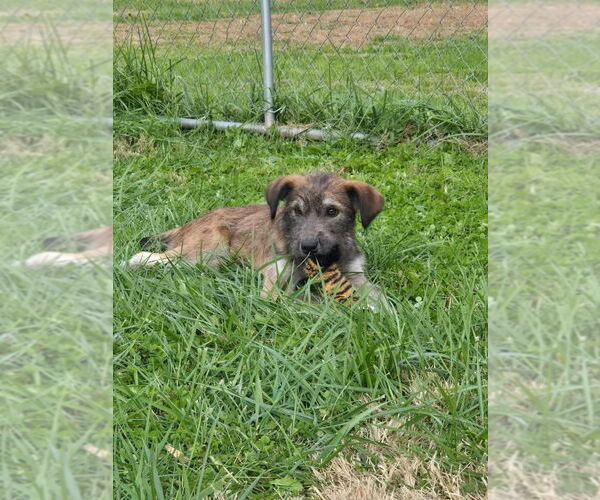 Medium Photo #3 Mutt Puppy For Sale in Columbus, IN, USA