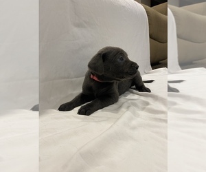 Labrador Retriever Puppy for sale in MIDDLEBURY, IN, USA