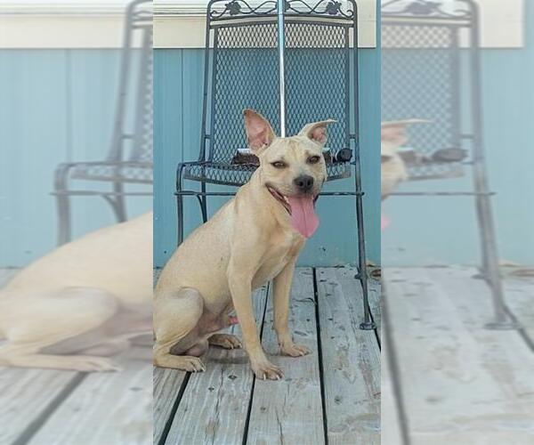 Medium Photo #20 American Pit Bull Terrier Puppy For Sale in Murfreesboro, NC, USA