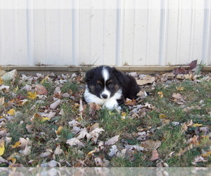 Miniature Australian Shepherd Puppy for Sale in MERCERSBURG, Pennsylvania USA