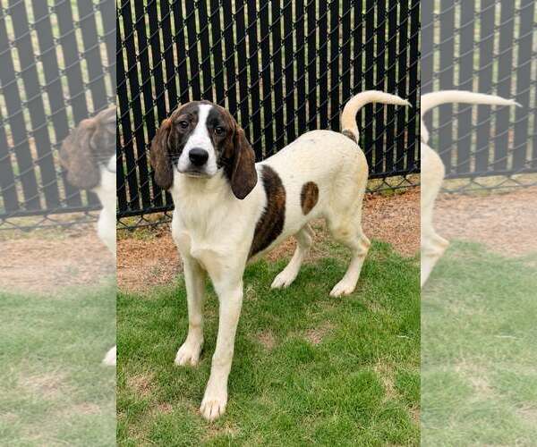 Medium Photo #1 Mutt Puppy For Sale in Shelburne, VT, USA
