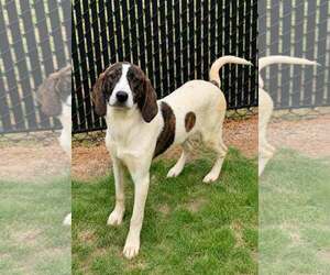 Mutt Dogs for adoption in Shelburne, VT, USA