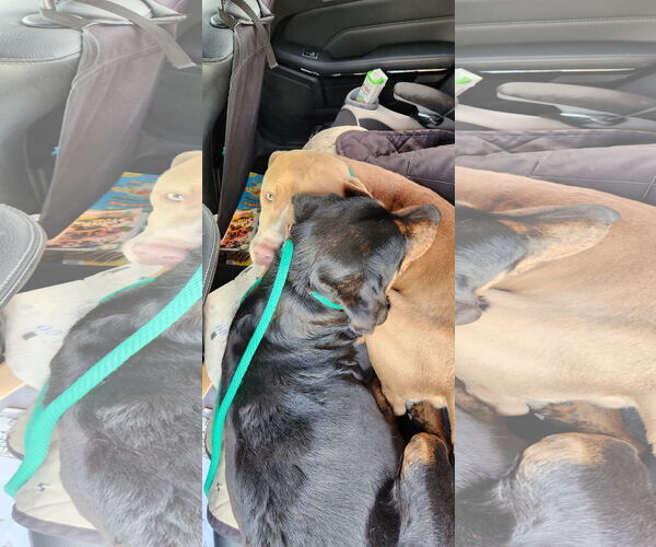 Medium Photo #16 Rottweiler-Unknown Mix Puppy For Sale in Houston, TX, USA