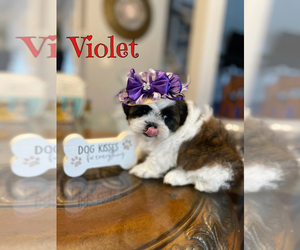 Shih Tzu Puppy for sale in SUGAR HILL, GA, USA