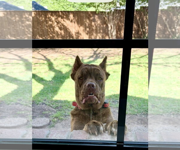 Medium Photo #4 Mutt Puppy For Sale in Euless, TX, USA