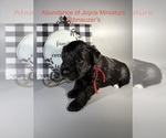 Litter of 4 - Male(s) and Female(s) Schnauzer (Miniature)Litter of Puppies for Sale - Photo #5