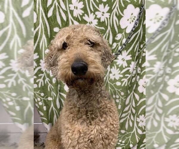 Medium Photo #1 Airedoodle Puppy For Sale in Fairbanks, AK, USA