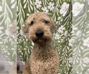 Airedoodle Dogs for adoption in Fairbanks, AK, USA