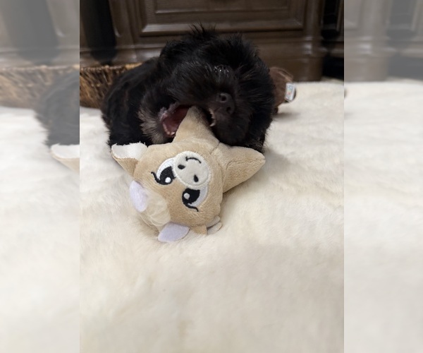 Medium Photo #6 Chi-Poo (Toy) Puppy For Sale in BROCKTON, MA, USA
