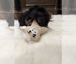 Small #5 Chi-Poo (Toy)