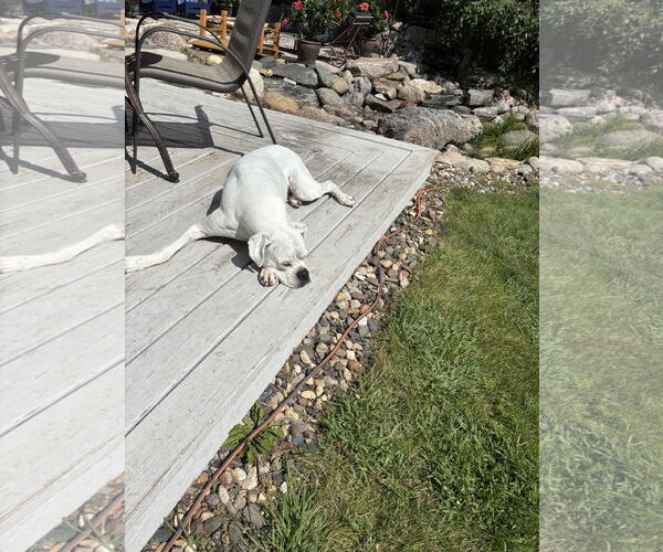 Medium Photo #2 Boxer Puppy For Sale in Woodbury, MN, USA