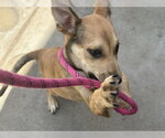 Small #1 Mutt