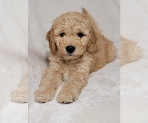 Goldendoodle (Miniature) Puppy for sale in LOUISVILLE, KY, USA