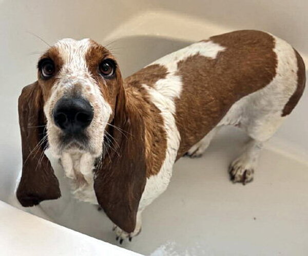 Medium Photo #3 Basset Hound Puppy For Sale in Deepwater, NJ, USA