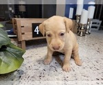 Small Photo #18 Labrador Retriever Puppy For Sale in KATHLEEN, GA, USA