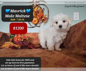 Maltese Puppy for sale in TUCSON, AZ, USA