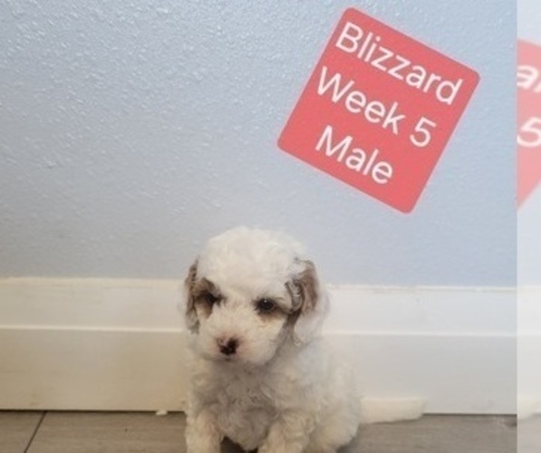 Medium Photo #15 Goldendoodle (Miniature) Puppy For Sale in MILFORD, UT, USA