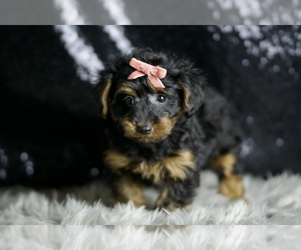 Medium Photo #5 YorkiePoo Puppy For Sale in WARSAW, IN, USA