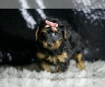 Small #4 YorkiePoo