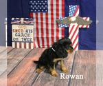 Small #1 Cavalier King Charles Spaniel