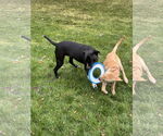 Small #8 Labrador Retriever Mix
