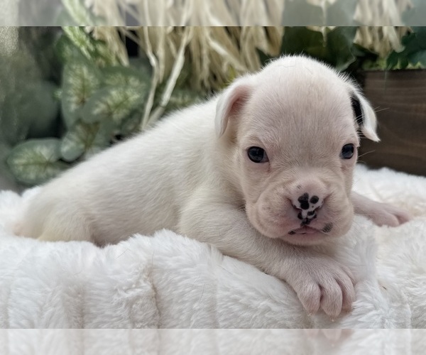 Medium Photo #3 Boxer Puppy For Sale in PAWNEE CITY, NE, USA