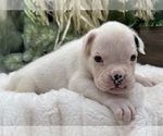 Small #2 Boxer