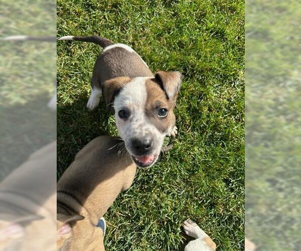 Medium Photo #1 Mutt Puppy For Sale in San Martin, CA, USA