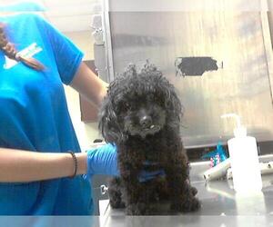 Poodle (Toy) Dogs for adoption in Fayetteville, NC, USA