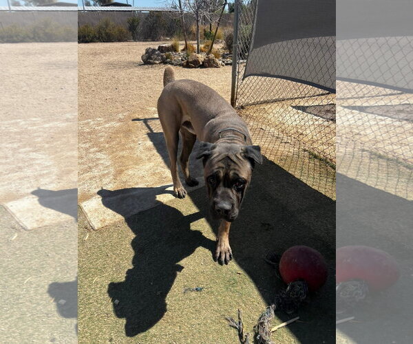 Medium Photo #5 Mutt Puppy For Sale in Goodyear, AZ, USA