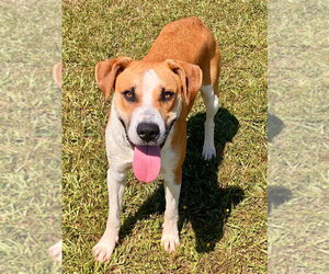 Mutt Dogs for adoption in Bryant, AR, USA