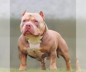Father of the American Bully puppies born on 01/07/2023
