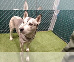 Small Gerberian Shepsky