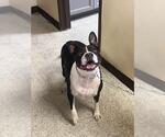 Small Boxer-Staffordshire Bull Terrier Mix