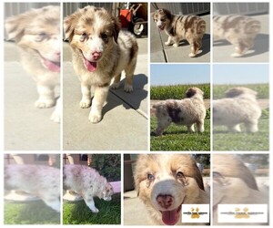 Medium Australian Shepherd